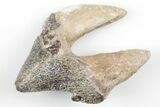 Fossil Primitive Whale (Pappocetus) Premolar - Morocco #215125-1